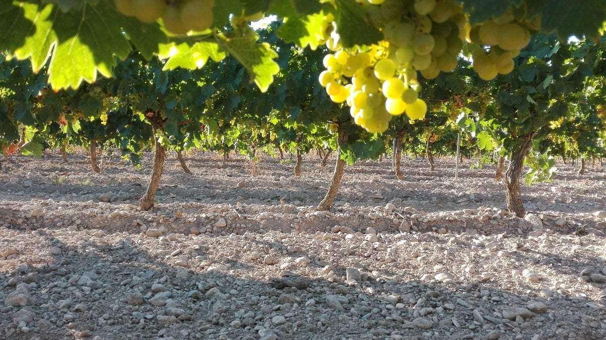 Día Internacional del Chardonnay. Fuente: (Facebook)