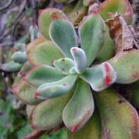 Suculentas peludas: cómo cuidar de esta variedad diferente y elegante