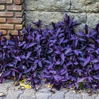 Crece silvestre, pero pocos saben que esta planta tiene nutrientes y hasta sirve para mermelada