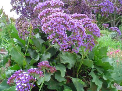 La hermosa planta con copetes violetas que crece como lechuga y resiste sequías, sol directo y heladas