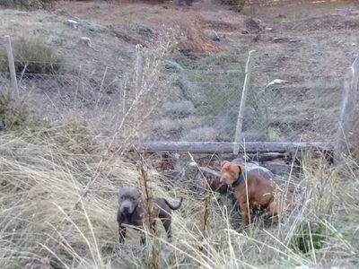 Preocupación en un barrio de San Martín de los Andes por perros que mataron a una mascota
