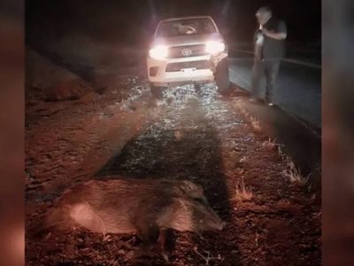 Terror en la ruta 21: una manada de jabalíes cruzó de noche y destrozó una camioneta