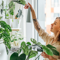 Conocé las plantas de interior con las hojas más bonitas para darle un toque exótico a tu hogar
