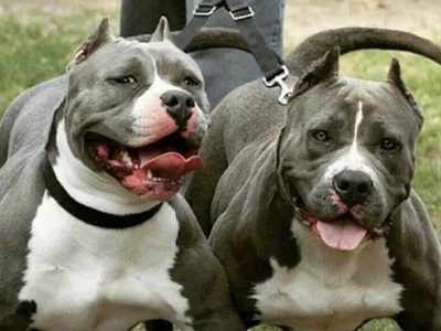 Una mujer fue atacada por dos pitbulls en Centenario y un hombre intervino para salvarla