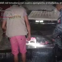 Profepa asegura en BC una red con cuatro ejemplares totoaba (Video)