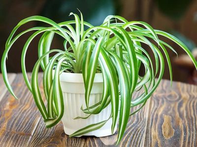 La planta olvidada en tu jardín y que tiene maravillosas propiedades