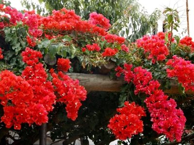 Santa Rita: el secreto para que crezca rápido y se llene de flores de todos los colores
