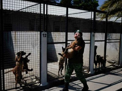 Antes de ser rescatistas o rastreadores de drogas, los cachorros del ejército mexicano van al kínder