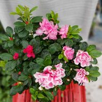 La forma correcta de reproducir las Azaleas por esquejes y llenar tu jardín de color