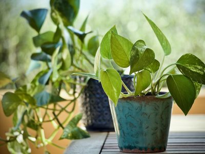 Es una pavada: el truco para multiplicar tu planta de Potus más rápido y sin usar agua