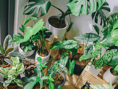 Si no sabés qué hacer para que tus plantas crezcan, conocé estos infalibles trucos de los viveristas