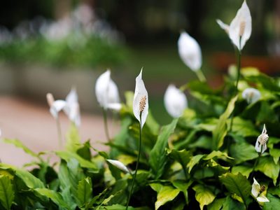 La bella y poderosa planta que purifica el aire y trae paz y armonía a tu hogar