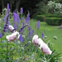 2 plantas con flores preciosas que tenés que sembrar en julio para disfrutarlas plenamente en primavera