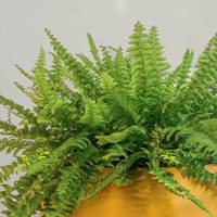 Plantas: así podés curar a tus Helechos de la cochinilla o cuando se les caen mucho las hojas