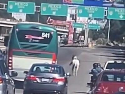 Caballo huye de La Marquesa y pasea por la México-Toluca (Video)