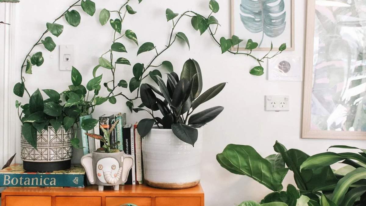 Plantas. Fuente: (Instagram)