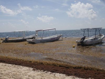 Semar combate covid y sargazo; Marina apoyó desembarco de ocho cruceros por razones humanitarias