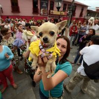 Senado aprueba reforma para establecer clínicas veterinarias públicas