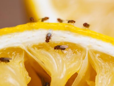 Consejos para eliminar las mosquitas de la fruta y de la cocina
