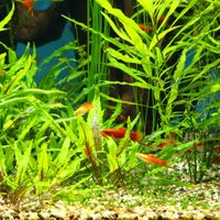 Plantas acuáticas: mirá lo fácil que es cuidarlas todo el año y con un gasto mínimo