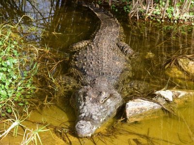 Este es el proyecto que busca reubicar cocodrilos cerca de la zona industrial de Lázaro Cárdenas