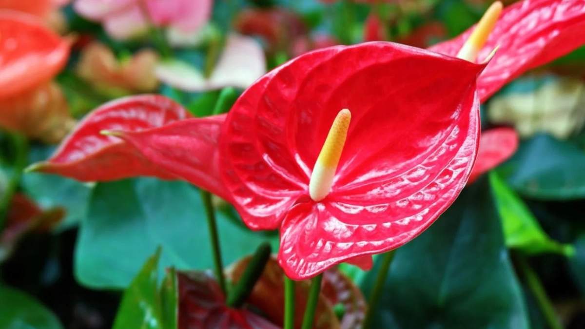 Anthorium roja. Fuente: (Instagram)