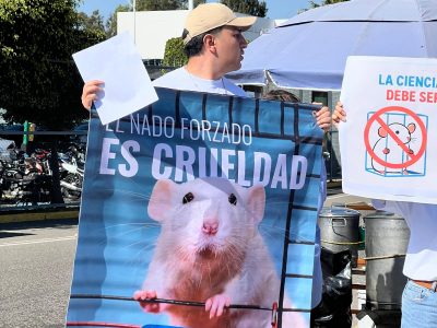 Animalistas exigen a la BUAP que frene prueba de nado forzado para roedores