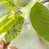 Salvá a tus plantas de los insectos más temidos con este preparado casero que lleva solo 4 ingredientes
