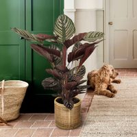 Las plantas de moda fáciles de cuidar y perfectas para decorar si tenés mascotas en casa
