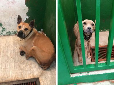 Rescatan a 13 perros pitbull tras denuncia por maltrato animal en Magdalena Contreras