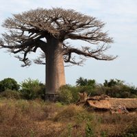 El árbol que puede vivir 5000 años y es capaz de contener en su interior más de 140 mil litros de agua