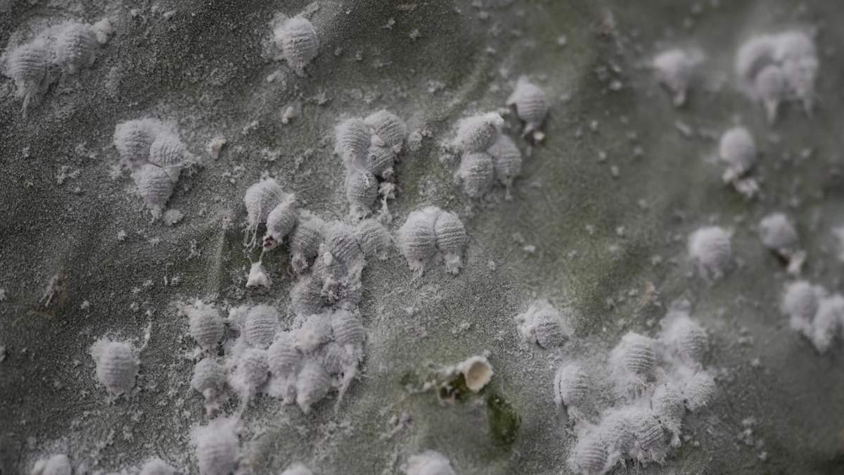 Las larvas de cochinilla se alimentan de yemas de nopal