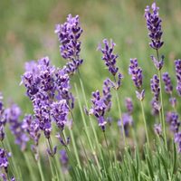 Si tus esquejes de lavanda siempre se secan, probá con este enraizante casero súper efectivo y económico