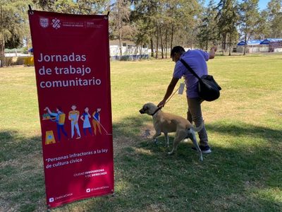 Las multas por faltas cívicas en la CDMX se podrán pagar al pasear a perros