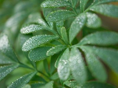 Con esta poderosa planta, el ritual que tenés que realizar para limpiar tu energía y dormir mejor