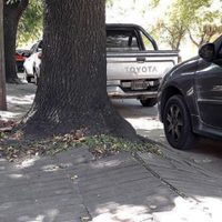 El secreto de los jardineros para tu árbol en la vereda y que las raíces no te levanten el piso