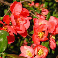La hermosa planta japonesa que es de fácil cuidado, se llena de hermosas flores y casi no necesita agua