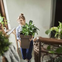 Descubrí cómo cuidar tus plantas durante una mudanza