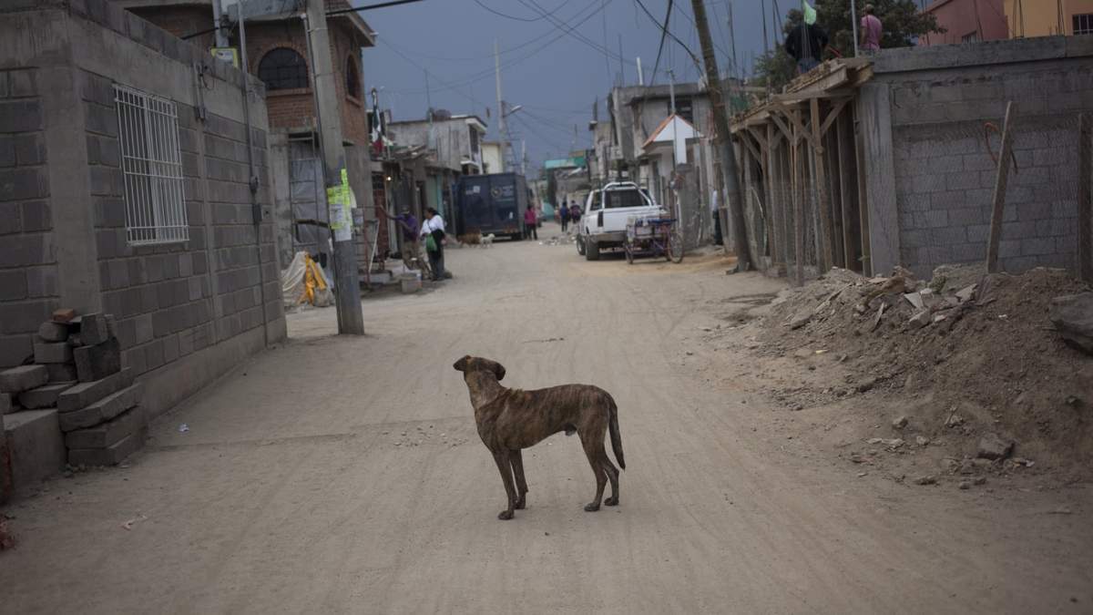 Un perro en las calles