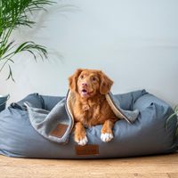 5 plantas que funcionan como una pipeta antipulgas y garrapatas