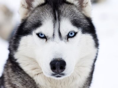 Creencia popular desbancada: la raza de los perros no determina su comportamiento