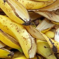 Cómo se puede aprovechar la cáscara de banana en el hogar antes de tirarla