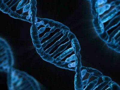 Muestras minúsculas de ADN revelan la dieta “rica en humanos” en leones del siglo XIX