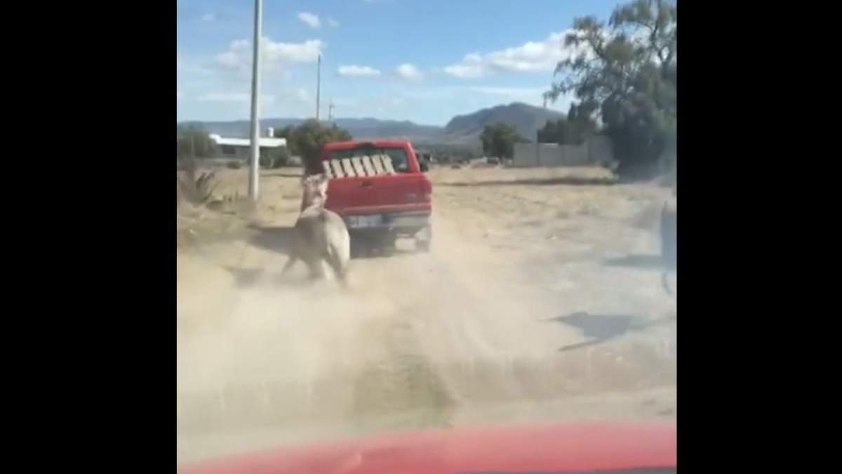 Un video mostró cuando el burro era arrastrado por una camioneta