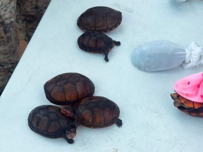 Rescatan en Aeropuerto de Tijuana a 774 tortugas que iban a ser traficadas