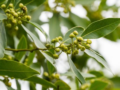 El secreto para cultivar la planta que te ayuda en la cocina y, además, atrae dinero a tu hogar