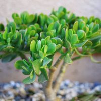 Planta de Jade: los consejos para que tu suculenta que atre el dinero crezca sana y fuerte