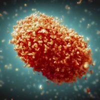 La OMS notifica más de 14 mil casos de viruela del mono en más de 80 países, la mayoría en Europa