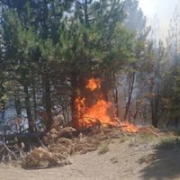 Un incendio forestal afectó la zona de Pehuenia-Moquehue