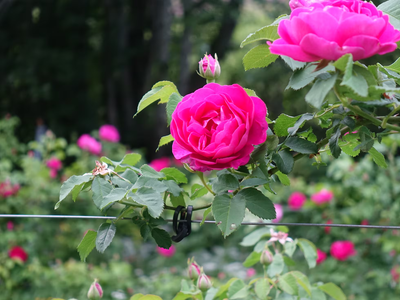 Sin fertilizantes caros: el truco para mantener tus rosas sanas y hermosas durante todo el verano